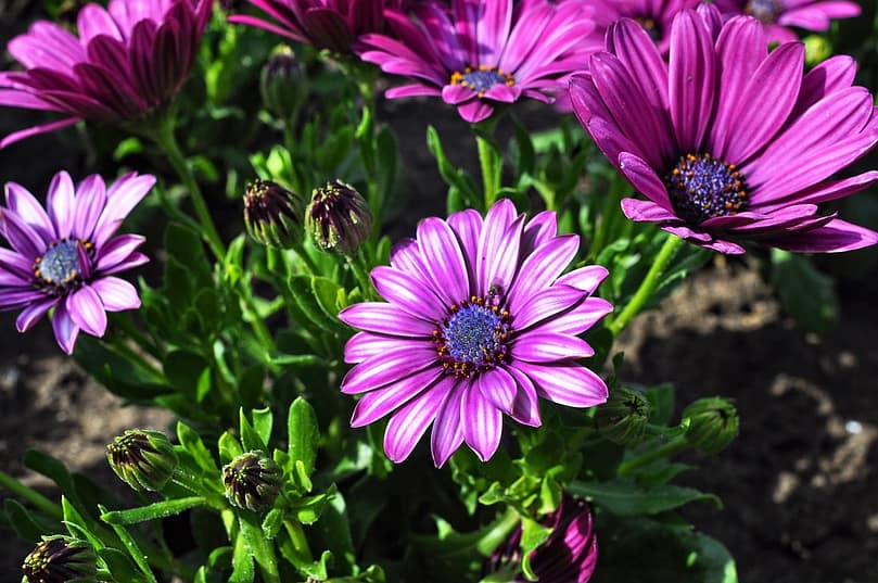 perennial flower