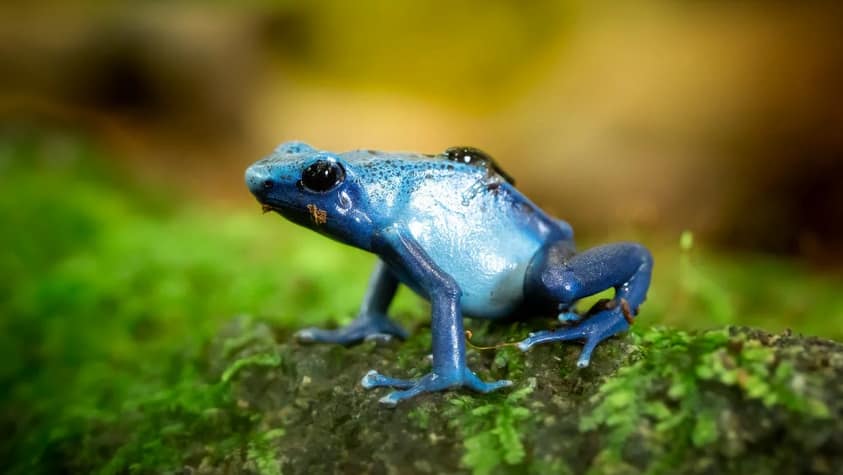 tiny blue frog